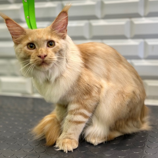 Обслуживание автомобиля