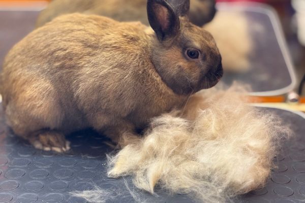krolik-29E35A67C-0EE4-8EE8-A263-34BB523C3AAE.jpg